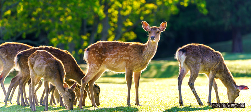 奈良梅花鹿公園